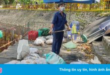 Cá chết hàng loạt trong công viên ở TP.HCM