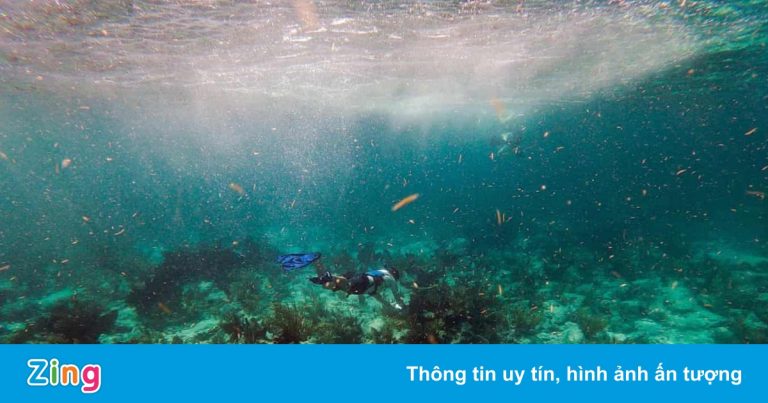 Tái tạo các rạn san hô trong phòng thí nghiệm