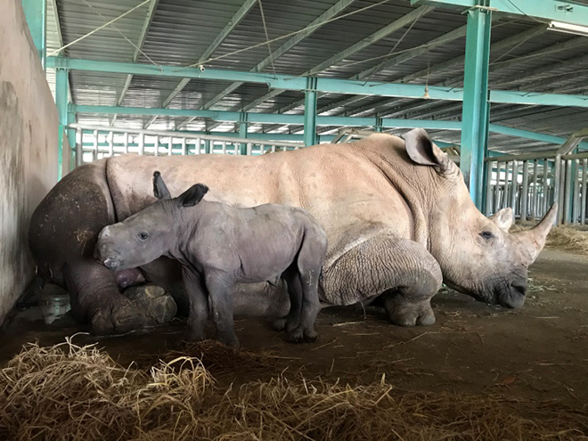 Hé lộ phút chào đời của những “bé” sơ sinh nửa...tạ tại công viên hoang dã lớn nhất Việt Nam - 5