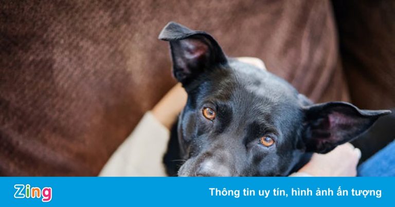 Lo sợ chó, mèo lây nCoV cho người là vô căn cứ Lo sợ chó, mèo lây nCoV cho người là vô căn cứ
