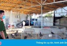 Sới bạc trong trại gà