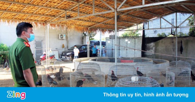 Sới bạc trong trại gà