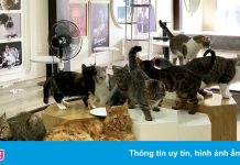 Quán cà phê chó mèo ở TP.HCM: Vẫn nuôi thú dù ngừng kinh doanh