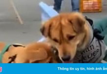 Tự ý tiêu hủy đàn chó có đúng quy định?