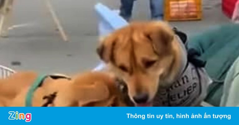 Tự ý tiêu hủy đàn chó có đúng quy định?