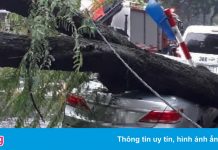 Cây xanh bật gốc, đè bẹp xế hộp ở Hà Nội