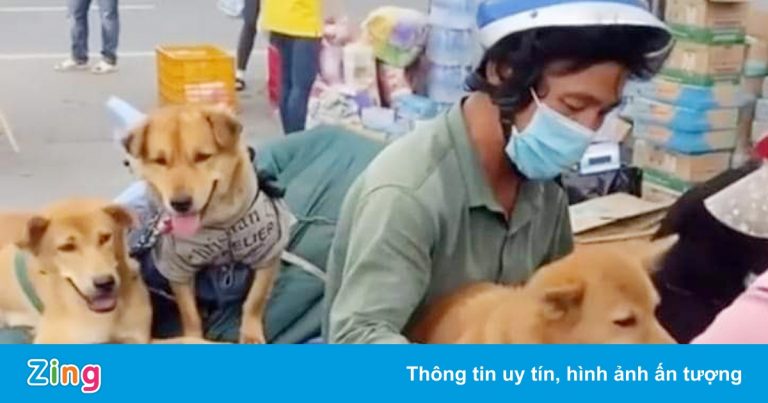 Cà Mau tiêu hủy 16 con chó, mèo của vợ chồng mắc Covid-19 Cà Mau tiêu hủy 16 con chó, mèo của vợ chồng mắc Covid-19
