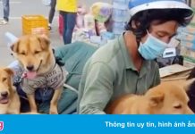 Vật nuôi có thể bị tiêu hủy trong trường hợp nào?