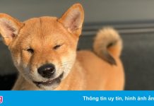 Tiền mã hóa lấy tên chó của Elon Musk tăng giá kỷ lục