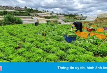 Rau, hoa Đà Lạt tăng giá 2-3 lần sau khi TP.HCM nới lỏng giãn cách