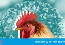 Số người mắc cúm gia cầm ở Trung Quốc tăng cao, chuyên gia lo ngại