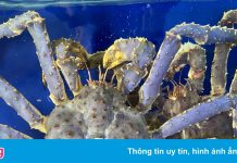 Xuất hiện cua hoàng đế tím nhập khẩu vào Việt Nam