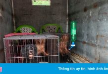12 con chó của F0 ở Đồng Nai được cán bộ phường chăm sóc giúp