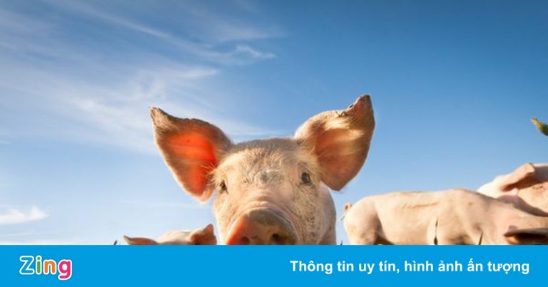 Sân bay bận rộn nhất châu Âu tuyển lợn làm nhân viên Sân bay bận rộn nhất châu Âu tuyển lợn làm nhân viên