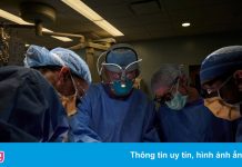 Ca ghép thận lợn cho người đầu tiên trên thế giới