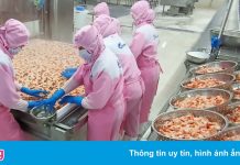 Doanh nghiệp tôm lo đứt gãy chuỗi cung ứng lao động