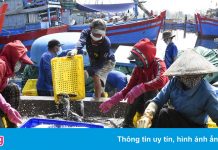 Cảng cá Quảng Ngãi sôi động trở lại sau thời gian giãn cách