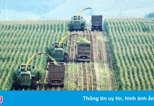 HAGL Agrico lỗ thêm 180 tỷ đồng
