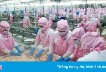 Giá tôm thẻ ở miền Tây tiếp tục tăng mạnh
