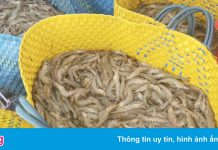 Doanh nghiệp ngành tôm lo bị ảnh hưởng bởi làn sóng người về từ TP.HCM