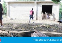 Dịch tả lợn châu Phi cận kề nước Mỹ