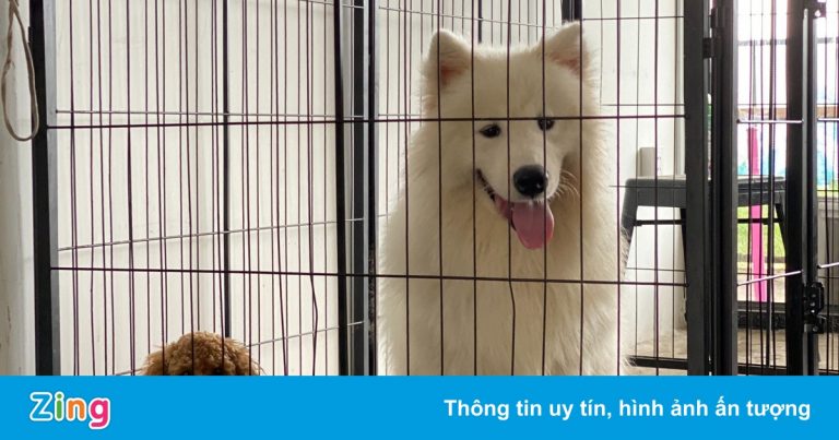 Chi hơn 63 triệu gửi chó cưng trong 3 tháng dịch ở TP.HCM