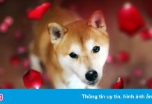 Chó Shiba đắt hàng nhờ các loại coin động vật