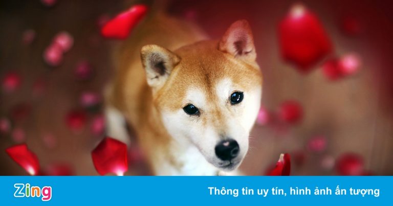 Chó Shiba đắt hàng nhờ các loại coin động vật