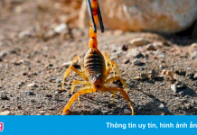 Bọ cạp cắn khiến 3 người chết, 450 nạn nhân bị thương ở Ai Cập