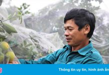 Nông dân mắc màn cho cam đặc sản