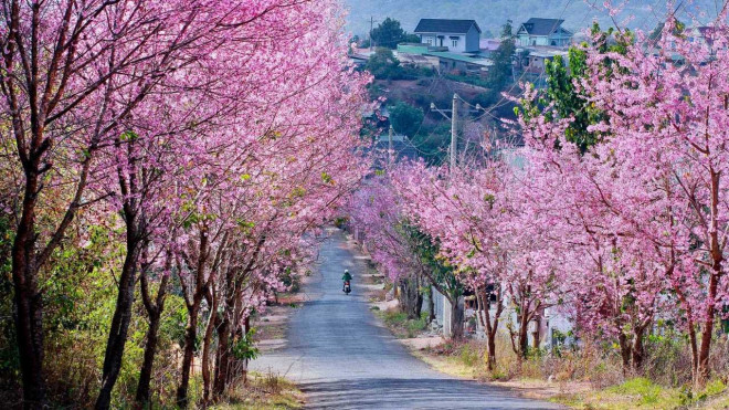 Top 10 loài hoa Đà Lạt đẹp nhất và địa điểm ngắm hoa mới nhất - 14