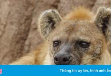 Triệu chứng của 2 con linh cẩu mắc Covid-19 đầu tiên trên thế giới