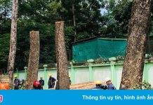 Đốn hạ cây cổ thụ ở tuyến đường trung tâm TP.HCM