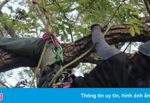 Trường đại học ở Trung Quốc dạy môn leo cây