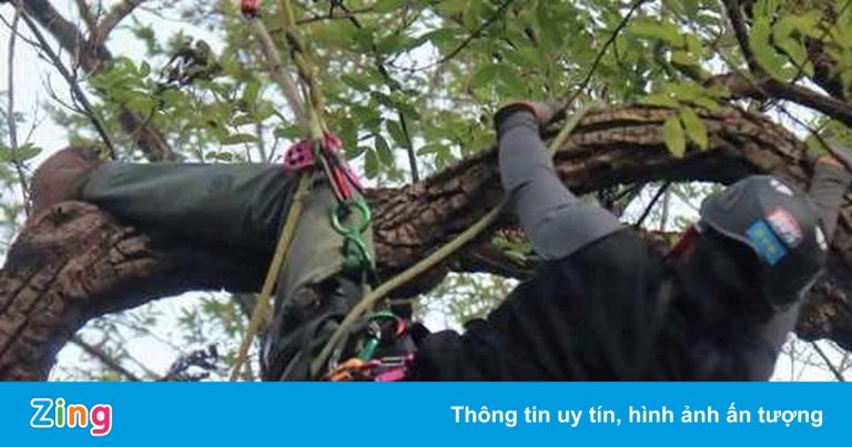 Trường đại học ở Trung Quốc dạy môn leo cây