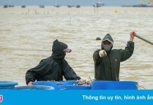 Chủ lồng, bè thủy sản ở Đà Nẵng điêu đứng