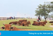 Hàng quán đóng cửa, bãi biển thành nơi chăn bò
