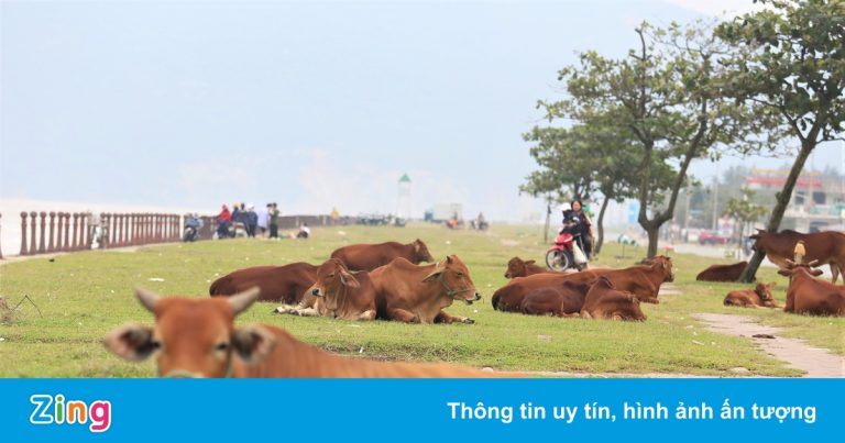 Hàng quán đóng cửa, bãi biển thành nơi chăn bò Hàng quán đóng cửa, bãi biển thành nơi chăn bò