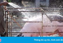 Giá lợn hơi xuất hiện mức 35.000 đồng/kg