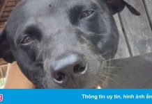 Cái chết của chú chó Canon gây rúng động ở Indonesia