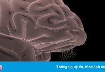 Phát hiện mới về tác động của Covid-19 tới não người