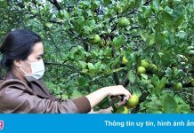 Cam ở Nghệ An còn vài nghìn đồng/kg