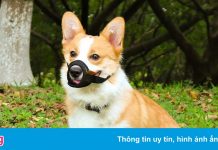 Quy định nuôi thú cưng ở chung cư TP.HCM: Mỗi nơi một kiểu