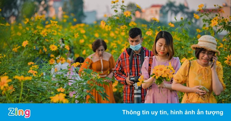 Vườn hoa dã quỳ xuất hiện tại Hà Nội