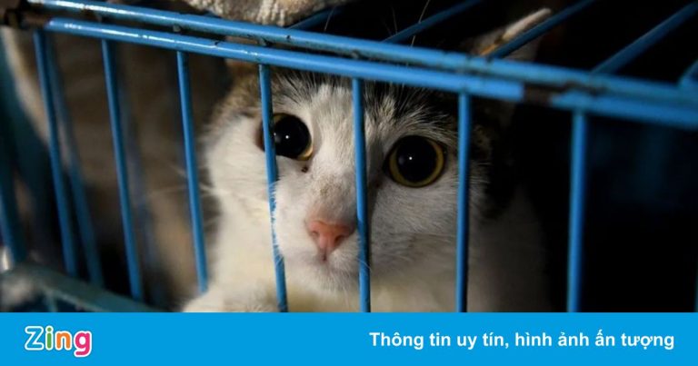 Trung Quốc tiêu hủy bừa bãi chó, mèo của F0