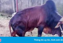 Công an vào cuộc vụ 5 con bò bị chặt đứt chân