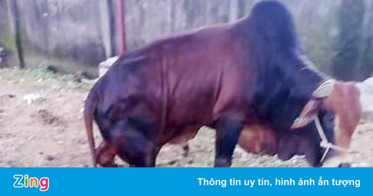 Công an vào cuộc vụ 5 con bò bị chặt đứt chân