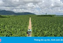 Quảng Ngãi mở rộng diện tích trồng chuối Nam Mỹ