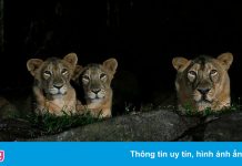 Tranh luận việc tiêm vaccine Covid-19 cho động vật ở Singapore