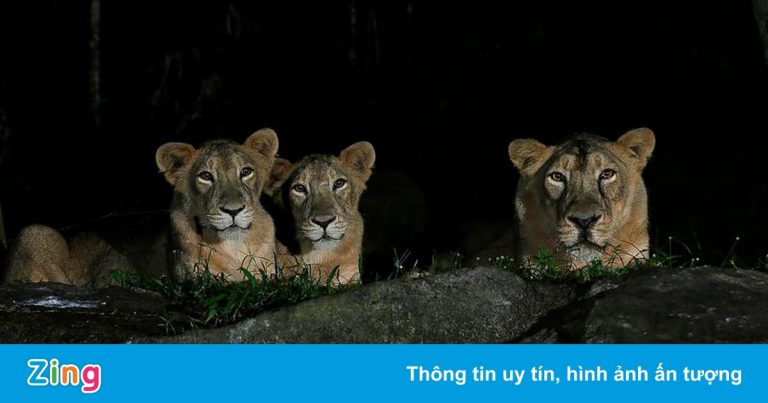 Tranh luận việc tiêm vaccine Covid-19 cho động vật ở Singapore